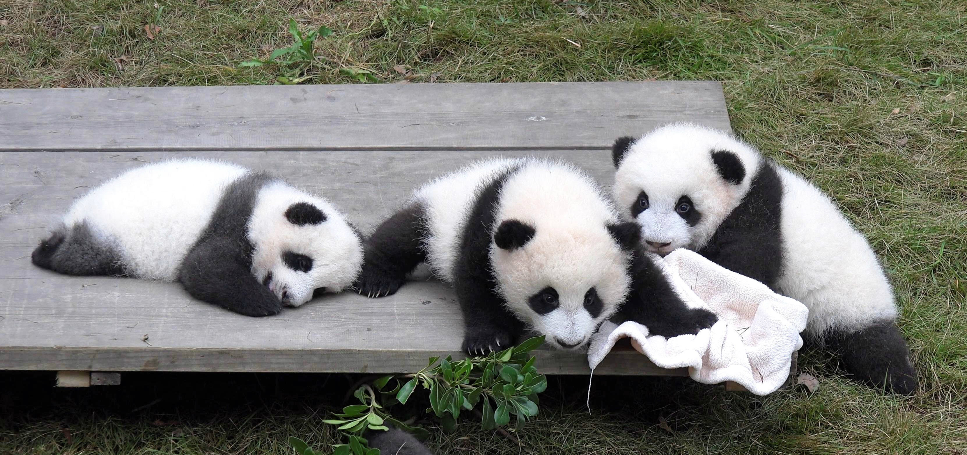 Включи где панда. Chengdu giant Panda. Маленькие панды. Забавные панды. Популяция панд.